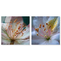 Neutral Tranquility Botanical Acrylic Print Farmhouse Wall Decor Set of 2 by Art Remedy